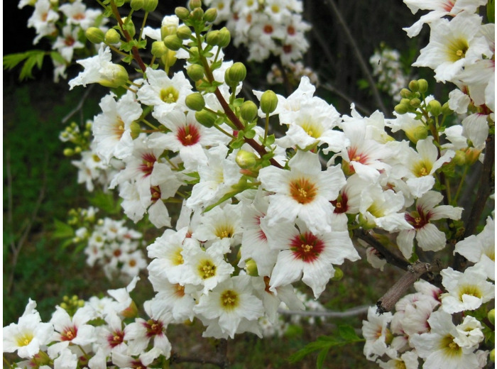 Graines de Faux-sorbier de Chine - Xanthoceras sorbifolium