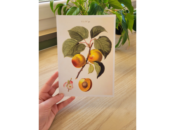 Affiche botanique - Abricots
