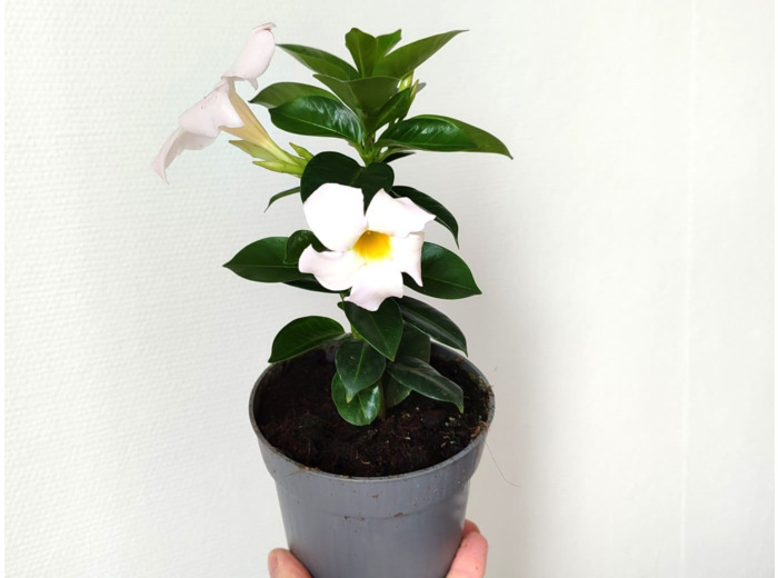Plant de Dipladénia blanc - Mandevilla White