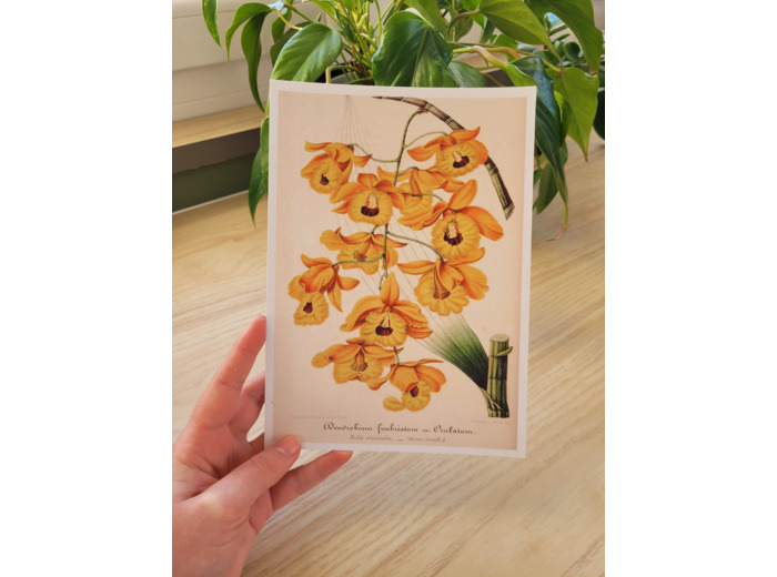 Affiche botanique - Orchidée jaune