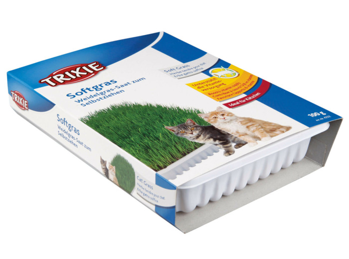 Herbe à chat en barquette - 100g