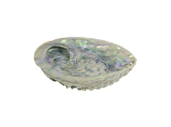 Coquillage abalone (ormeau)