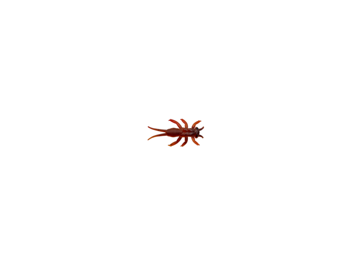 3 perla rouille 3cm delalande
