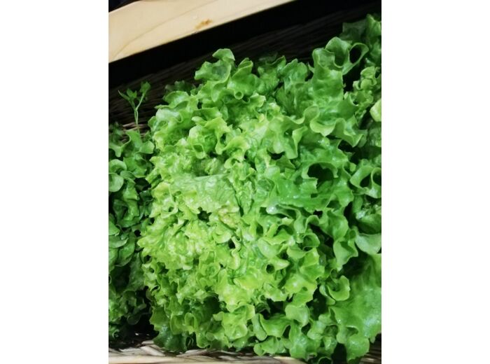 Salade (permaculture)