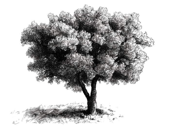 Vos chênes truffiers