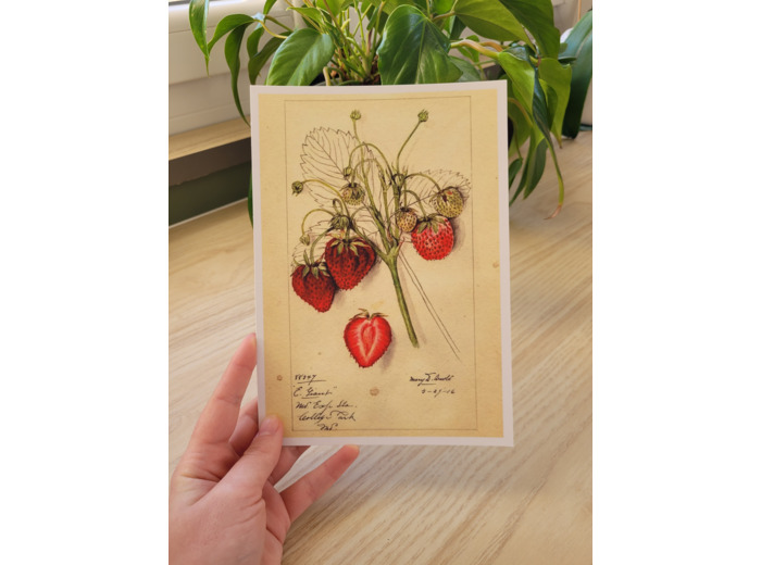 Affiche botanique - Fraises