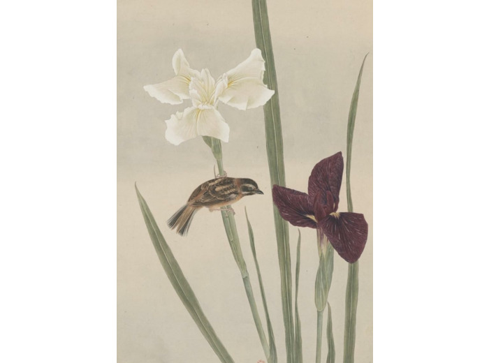 CARNET - FLEURS ET OISEAUX