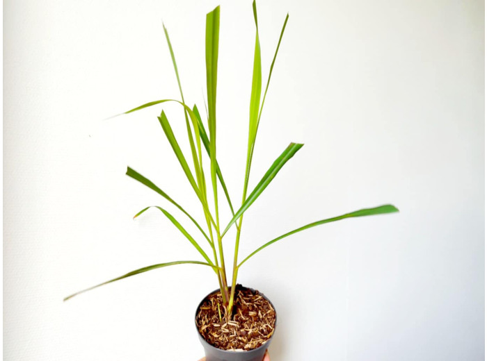Plant de Citronnelle de Madagascar