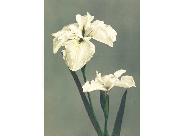 CARNET - FLEURS JAPONAISES