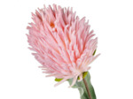 Fleur Artificielle Dofrie Rose Poudré Tige Géante 100cm