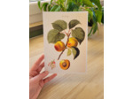Affiche botanique - Abricots