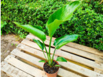Plant d’Oiseau de paradis blanc - Strelitzia nicolai