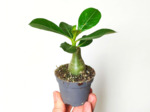 Plant d'Adenium obesum ou Rose du désert