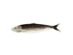 Plateau Allongé Sardine grise céramique 8x31cm