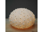 Lampe à poser oursin blanc en résine et poudre de pierres 23x34cm