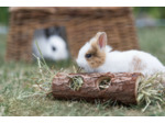 TRIXIE, Tube tunnel - Ø6.5-7.5 x 20cm