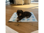 Tapis rafraichissant pour chien - Martin Sellier