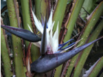 Plant d’Oiseau de paradis blanc - Strelitzia nicolai