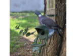 Mangeoire pour Pigeons – EVENA