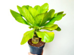 Plant de Palmier d’Hawaï - Brighamia insignis