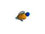 Figurine Miniature Poisson Orange Verre 7x3x4cm