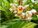 Plant de Gingembre panaché