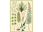 Affiche Cavallini