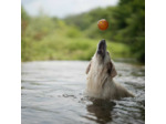Balle pour chien en résine organique naturelle