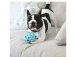 Balle pour chien JW Hol-ee Roller Turquoise - Solution de Stimulation Mentale