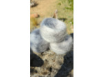 Pelote FLOCON (80% Kid mohair 20% soie) - Inox