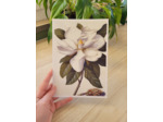 Affiche botanique - Magnolia