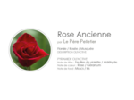 SAVON ARTISANAL ROSE ANCIENNE
