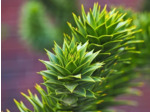 Plant de Désespoir des singes – Araucaria araucana