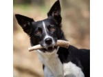 Bois de cerf entier pour chiens