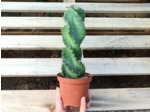Plant de Cereus forbesii spiralis