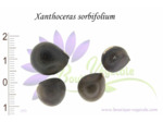 Graines de Faux-sorbier de Chine - Xanthoceras sorbifolium