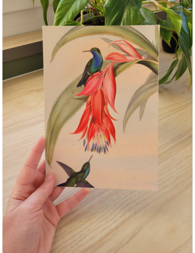 Affiche - Colibris