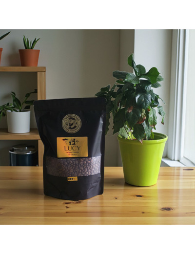 Lucy - Origine Ethiopie