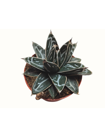 Agave victoriae-reginae - Agave de la Reine Victoria