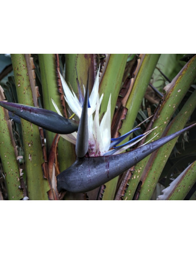Plant d’Oiseau de paradis blanc - Strelitzia nicolai