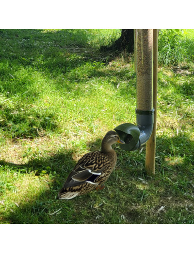 Mangeoire pour Canards