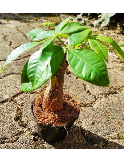 Pachira aquatica - Châtaignier de la Guyane