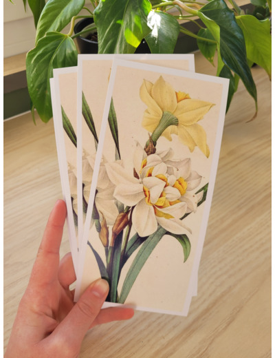 Carte fleur de naissance - Mars