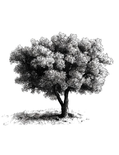 Vos chênes truffiers