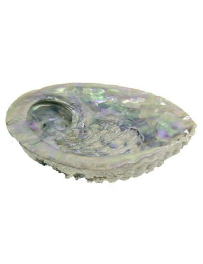 Coquillage abalone (ormeau)