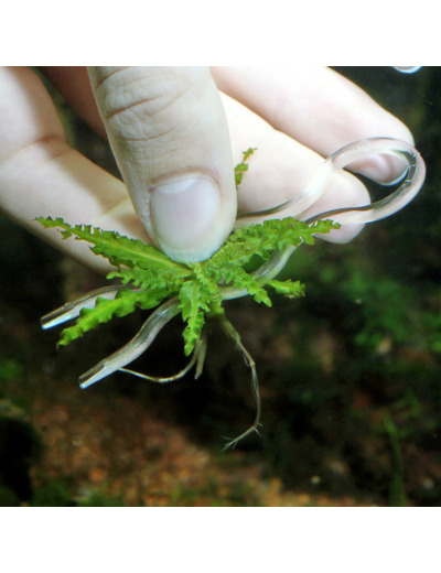 ÉPINGLES JBL PROSCAPE PLANTIS