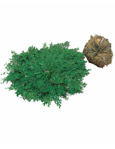 Rose de Jericho