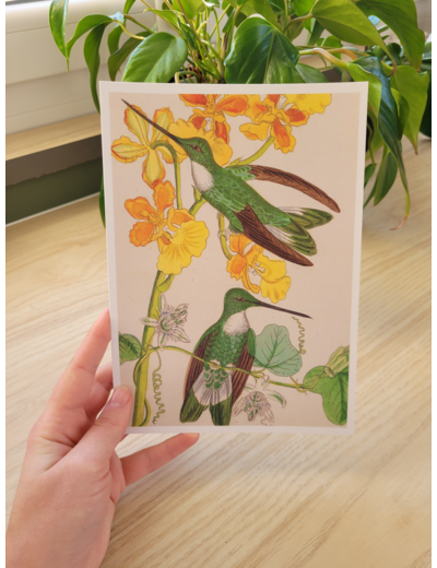 Affiche - Colibris