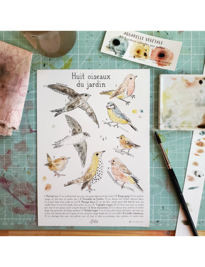 Affichette - Huit  oiseaux du jardin à peindre