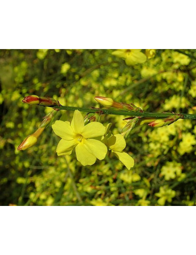 Jasminum nudiflorum - Jasmin d'hiver